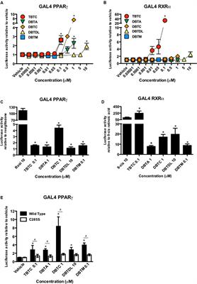 Dibutyltin Compounds Effects on PPARγ/RXRα Activity, Adipogenesis, and Inflammation in Mammalians Cells